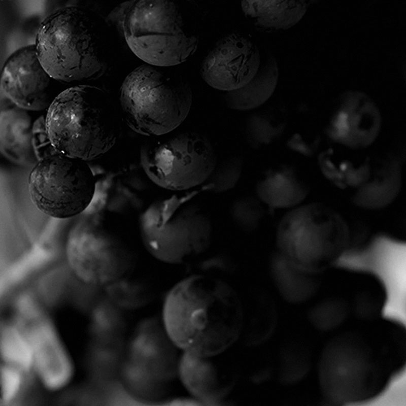 Dom Perignon Dark Grapes