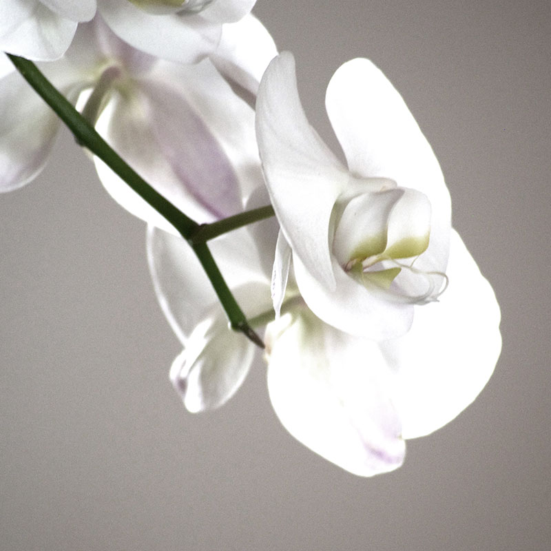 Ritz Carlton Orchid